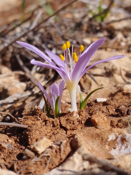 קובץ:2023-11-06T11 13 31.295332356163.jpg