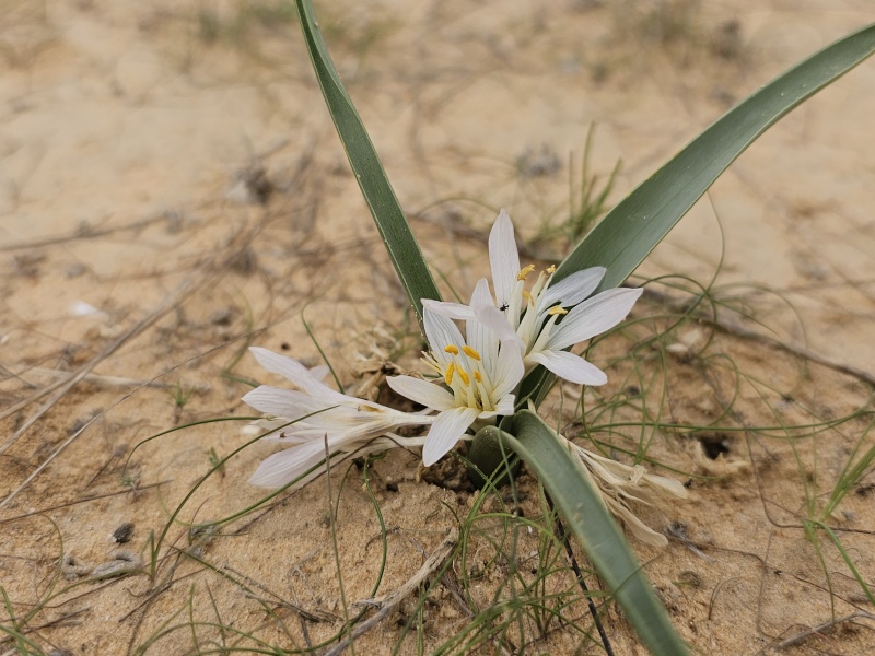 קובץ:2024-01-17T13 25 23.535524476722.jpg