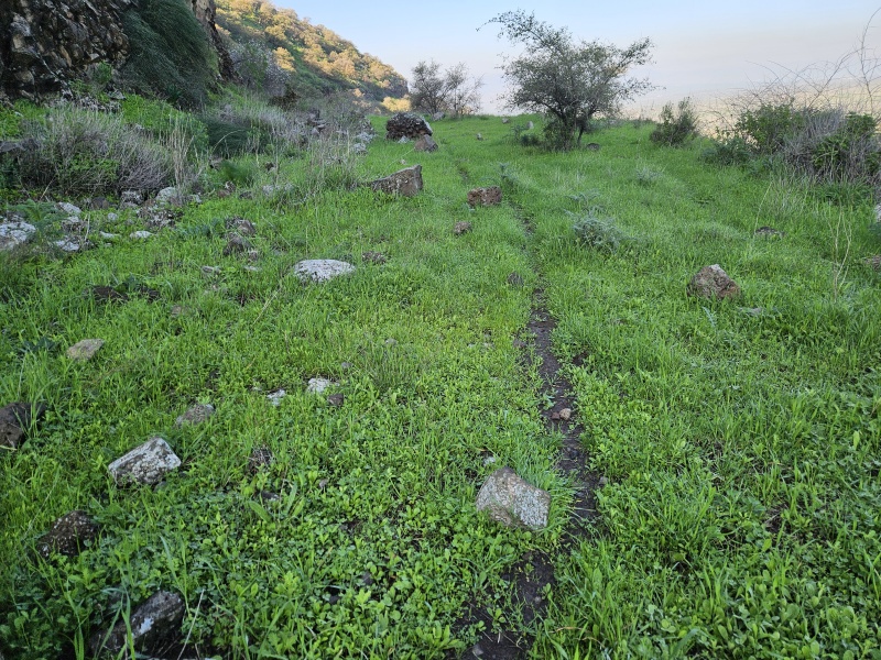 קובץ:2024-01-18T09 01 16.400462726811.jpg