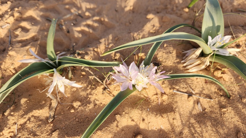 קובץ:2024-01-18T16 04 21.822504253684.jpg