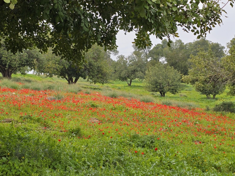 קובץ:2024-02-23T12 28 08.886389887762.jpg