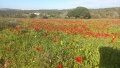 תמונה ממוזערת לגרסה מתאריך 16:19, 24 בפברואר 2024