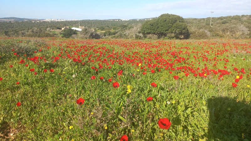 קובץ:2024-02-24T18 22 53.470326285406.jpg