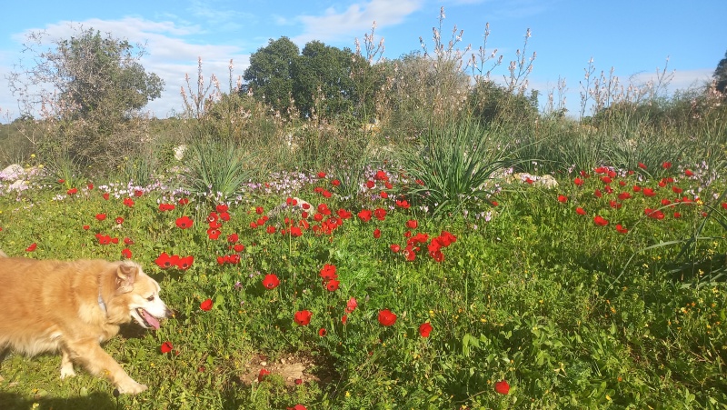 קובץ:2024-02-24T18 23 11.802531419054.jpg