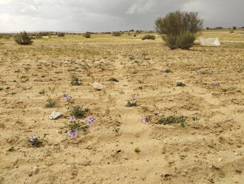 קובץ:2024-02-27T13 01 13.521556807071.jpg