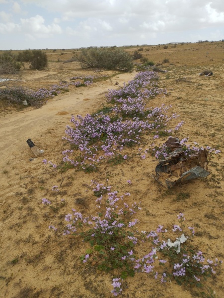 קובץ:2024-02-27T13 13 53.612055353332.jpg