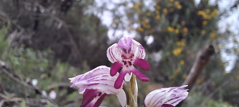 קובץ:2024-03-02T14 59 43.380233888950.jpg