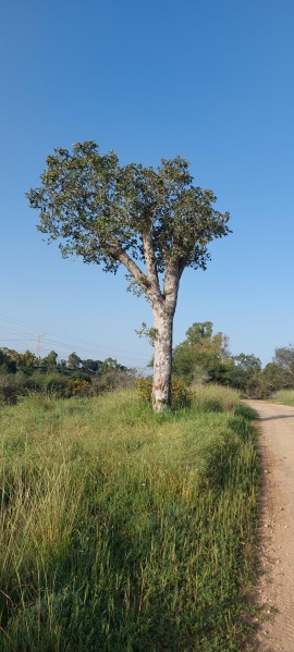 קובץ:2024-03-06T07 16 31.318790105490.jpg