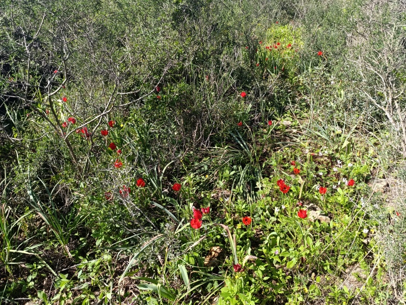 קובץ:2024-03-07T09 37 28.466514259860.jpg