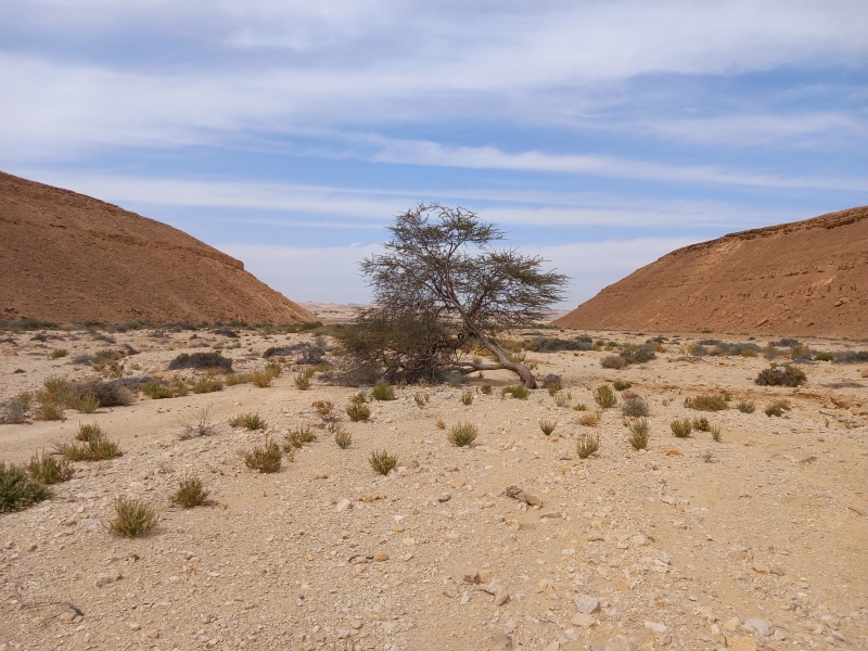 קובץ:2024-03-14T12 08 05.741638409353.jpg