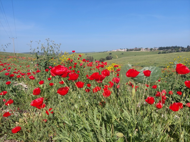 קובץ:2024-04-01T09 49 46.057582565553.jpg