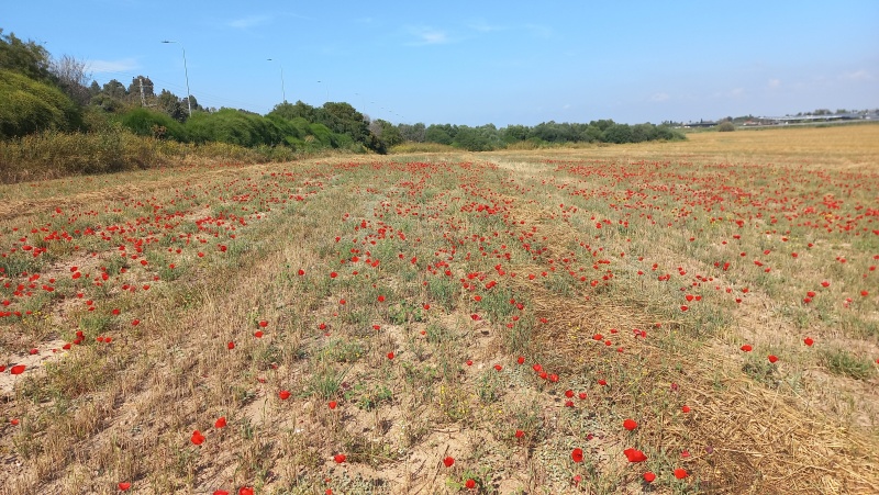 קובץ:2024-04-12T15 38 46.652154533026.jpg