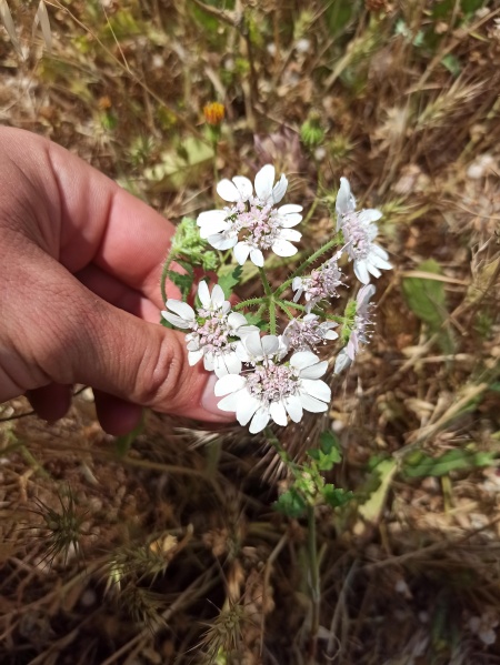 קובץ:2024-04-13T11 33 02.725613921322.jpg