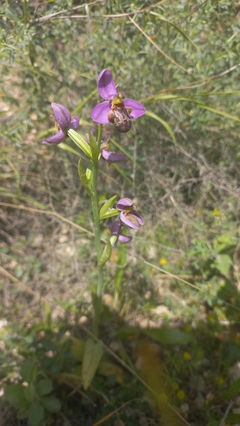 קובץ:2024-04-13T14 00 29.030853449813.jpg