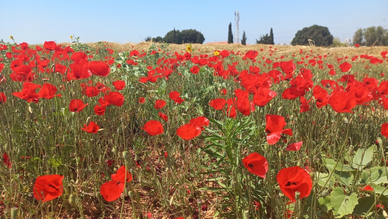 קובץ:2024-04-19T13 31 53.706273842621.jpg