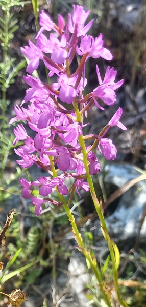 קובץ:2024-04-20T08 31 07.04636490812.jpg