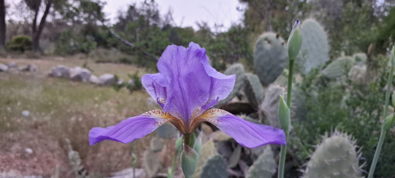 קובץ:2024-04-20T19 10 46.136107259671.jpg