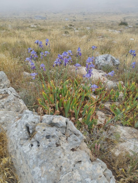 קובץ:2024-04-28T09 05 17.459706323472.jpg