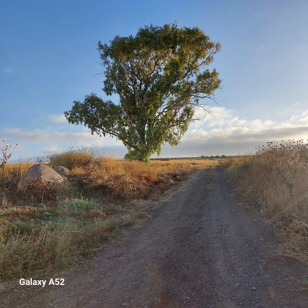 קובץ:2024-05-08T06 29 13.868083718041.jpg