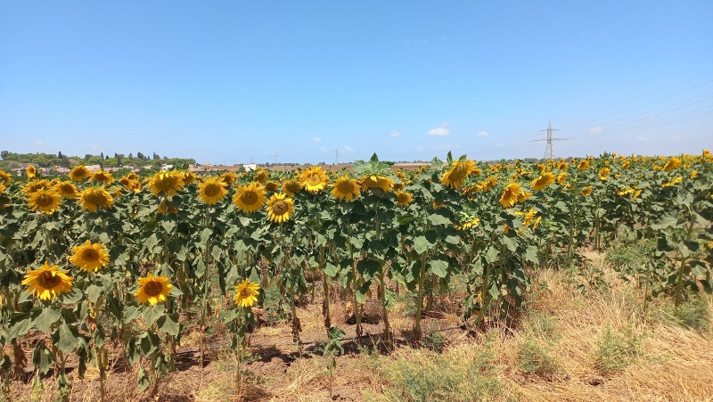 קובץ:2024-05-24T11 25 09.678428997185.jpg