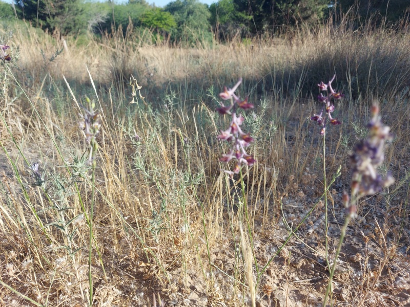 קובץ:2024-06-01T07 27 30.646717947190.jpg