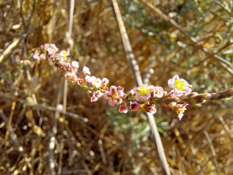 קובץ:2024-06-25T20 21 19.472421523769.jpg