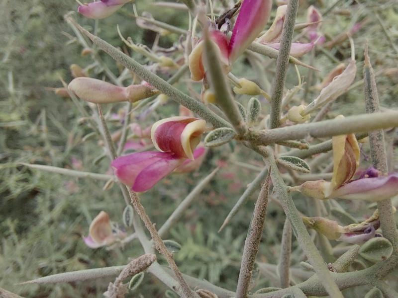 קובץ:2024-07-14T19 24 32.209267312815.jpg