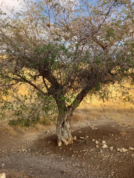 קובץ:2024-08-11T06 56 01.493390223838.jpg