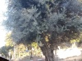 תמונה ממוזערת לגרסה מתאריך 06:56, 2 ביולי 2025