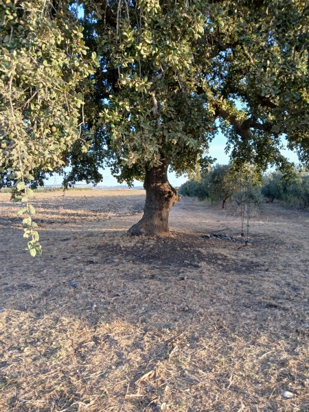 קובץ:2024-09-19T07 08 01.208330231169.jpg