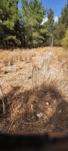 קובץ:2024-09-19T15 07 19.911316447716.jpg