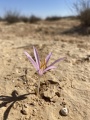 תמונה ממוזערת לגרסה מתאריך 21:53, 5 באוקטובר 2024