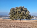 תמונה ממוזערת לגרסה מתאריך 05:26, 13 בנובמבר 2024