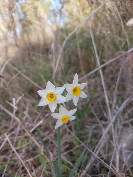 קובץ:2024-12-22T14 17 20.748998455308.jpg