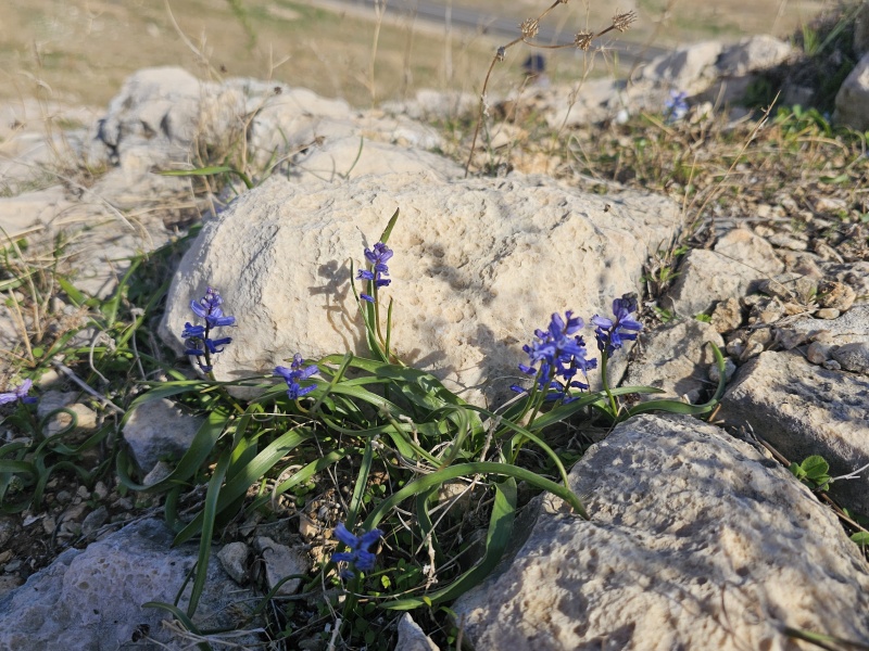 קובץ:2025-01-15T13 11 16.695248466897.jpg