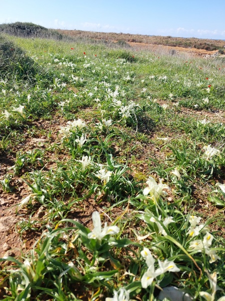 קובץ:2025-01-24T12 05 22.705592250213.jpg