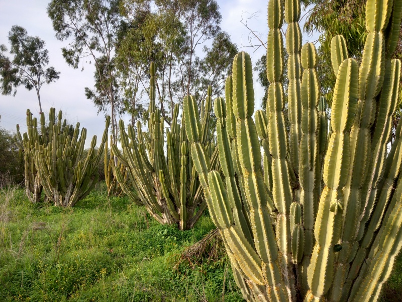 קובץ:2025-02-03T08 18 27.489229881359.jpg