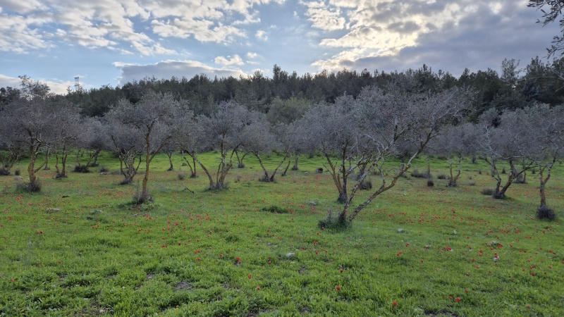 קובץ:2025-02-08T16 26 32.377737966188.jpg