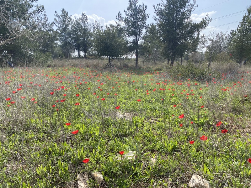 קובץ:2025-02-16T13 53 58.351894903757.jpg