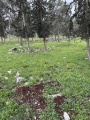 תמונה ממוזערת לגרסה מתאריך 10:09, 23 במרץ 2025