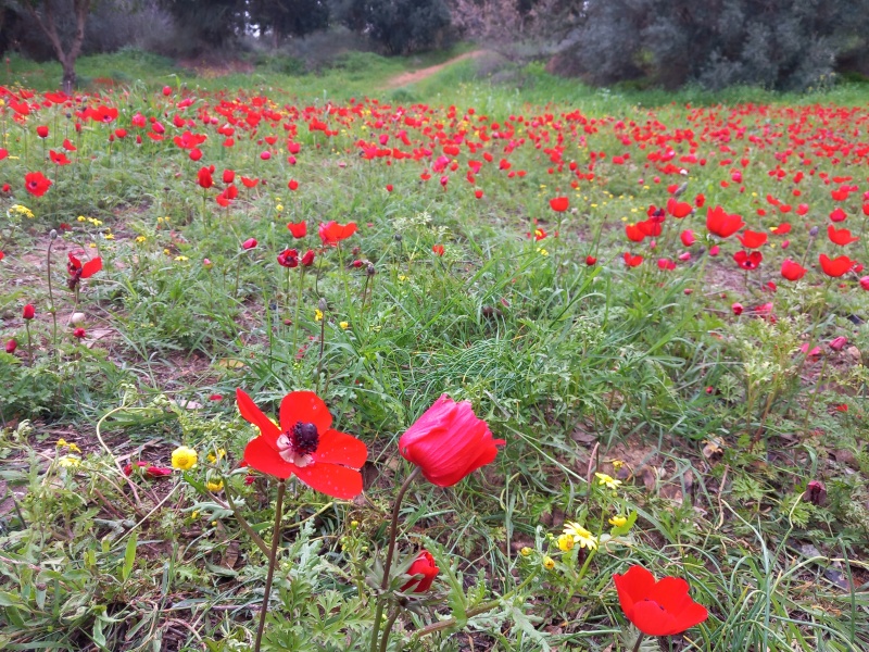 קובץ:2025-02-20T09 22 28.349342258551.jpg