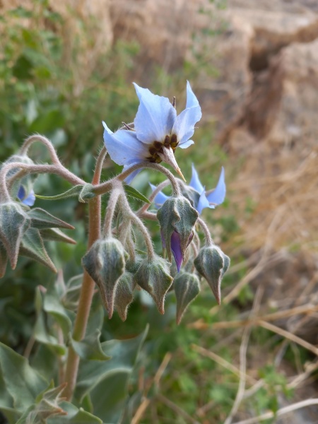 קובץ:2025-02-24T15 16 13.956552137769.jpg