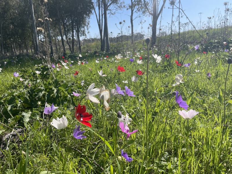 קובץ:2025-02-27T10 01 34.498315235367.jpg