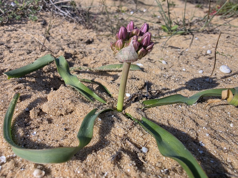 קובץ:2025-02-28T15 38 53.665828667836.jpg