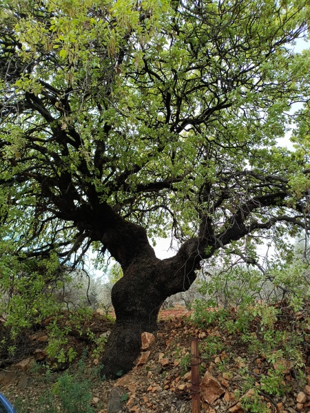 קובץ:2025-03-03T10 49 57.983416990400.jpg