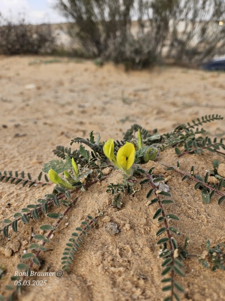 קובץ:2025-03-05T13 38 11.610298980200.jpg