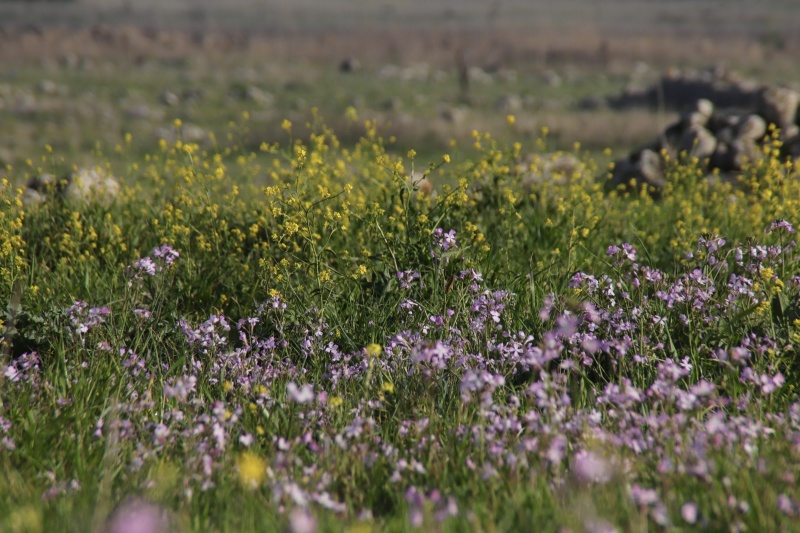 קובץ:2025-03-09T14 02 14.981660695031.jpg