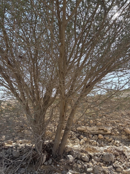 קובץ:2025-03-13T14 18 54.272647823201.jpg