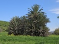 תמונה ממוזערת לגרסה מתאריך 06:50, 14 במרץ 2025