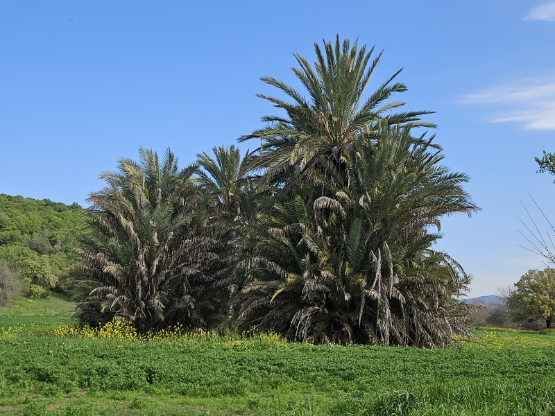 קובץ:2025-03-14T09 08 06.70095076589.jpg